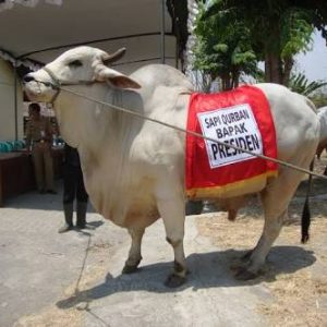 Idul Adha, Jokowi Kurban Sapi PO di Palembang