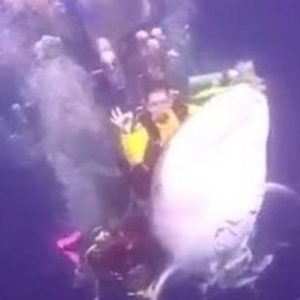 Penunggang Paus Sempat Viral Ditangkap