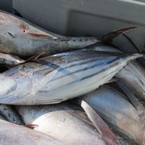 Proposal Labeling Ikan Tuna Indonesia Disetujui ASEAN