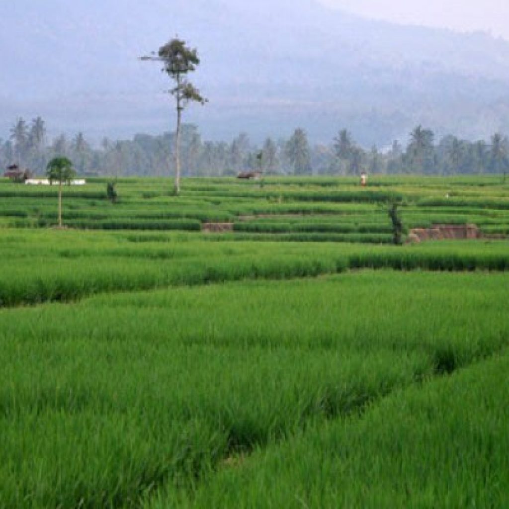 Walau Alami Kekeringan Hingga 2 Ribu Hektare, Produksi Padi di Sumsel Tetap Aman