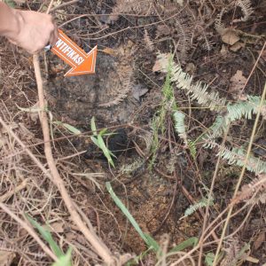 Polisi Temukan Jenazah Diduga Sopir Taksol di Kebun Sawit Muara Lakitan