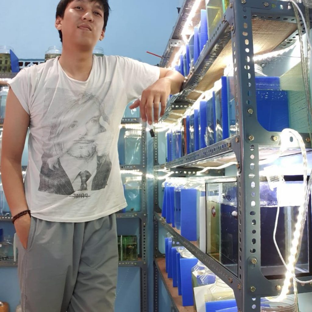 Bisnis Ikan Cupang Koi Tembus Pasaran Mancanegara