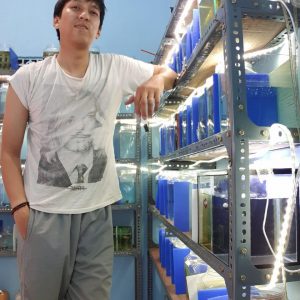 Bisnis Ikan Cupang Koi Tembus Pasaran Mancanegara