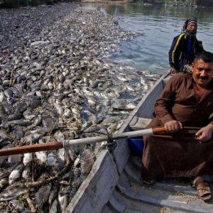 70.000 Ekor Ikan di Sungai Eufrat Mati Mendadak