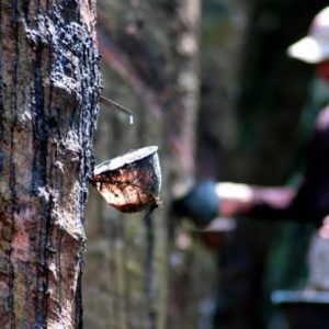 Harga minyak terus turun, karet kian melorot