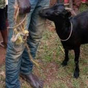 Pria Ini Ditangkap Usai Perkosa Kambing Tetangga