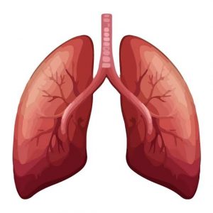 Cara Ampuh Membersihkan Paru-Paru dari Asap Rokok