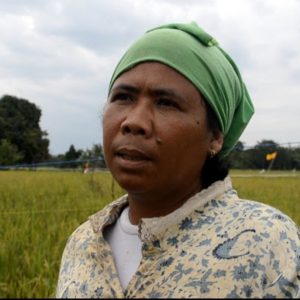 Serangan Hama Walang Sangit Rusak Sawah Petani di Lahat