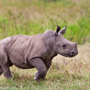 Nasib Badak Bercula Satu Ujung Kulon Pasca Tsunami Selat Sunda