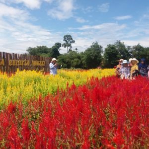 Kebun Bunga Celosia, Objek Selfie di Musi Rawas
