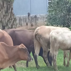 Banyak Hewan Ternak Warga yang Berkeliaran di Kawasan Perkantoran Pemkab Muara Enim