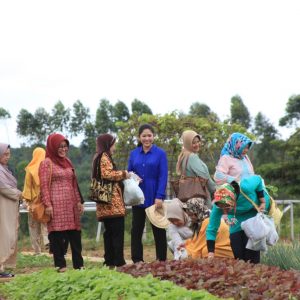 Mantan Pejabat Pemkot Palembang Ramai-Ramai Panen Sayur di Kebun Ibu Gubernur Sumsel