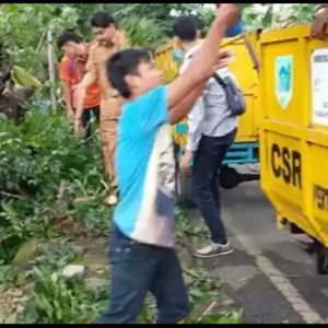 Pohon Mahoni Raksasa Tumbang Didepan Kantor Bawaslu Lahat