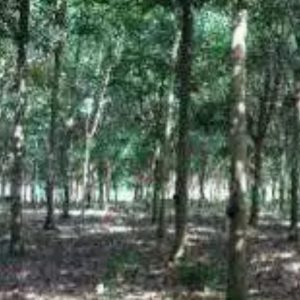 Harga Terus Anjlok, Petani Karet Susah Beli Beras