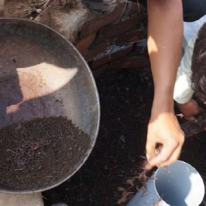 Bill Gates Kembangkan Toliet Tenaga Cacing