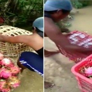 Harga Anjlok, Seorang Pria Buang Ratusan Buah Naga ke Sungai