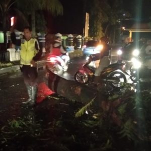 Angin Kencang Robohkan Pohon dan Timpa Pengendara Hingga Terluka