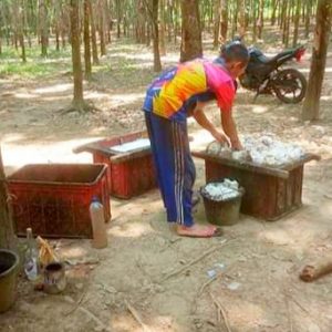 Petani Kian Keluhkan Harga Karet, Bukannya Membaik Malah Kian Anjlok 