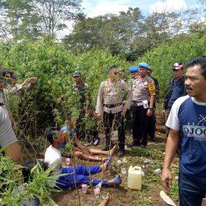 Tim Gabungan Temukan Setengah Hektare Lahan Ganja Di Lahat