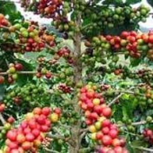 Herman Deru : Kopi Sriwijaya Produk Kopi Unggulan Sumatera Selatan
