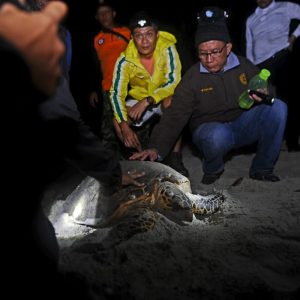 Pulau Maspari, Surganya Kawanan  Penyu Sisik dan Penyu Hijau
