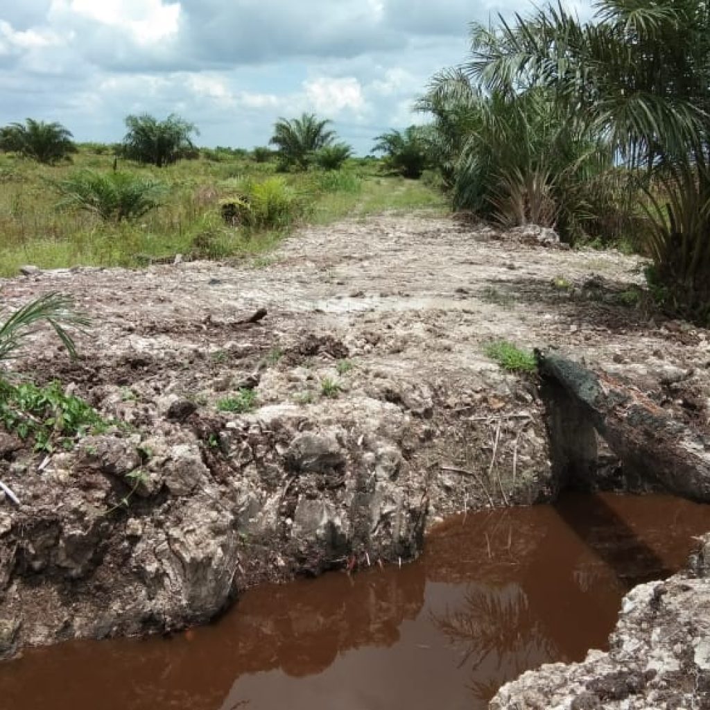 Tim Gakkum KLHK Tangkap Pensiunan PLN Yang Tak Miliki Surat Kepemilikan Kebun Sawit Seluas 206 Ha