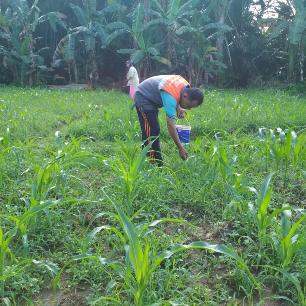 Rumah Zakat Bina Petani Jagung Di Desa Berdaya Talaok
