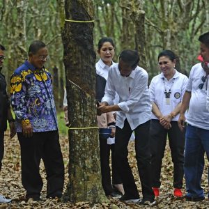 Jokowi Bakal Tingkatkan Harga Karet Dengan Tiga Cara