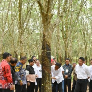 Presiden Instruksikan Kementerian Terkait Serap Karet Petani Sumsel