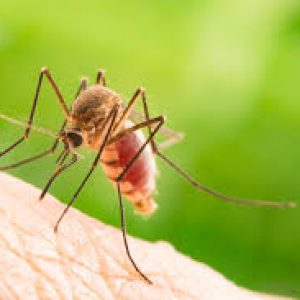 Hari Malaria “Masyarakat Agar Selalu Waspada”