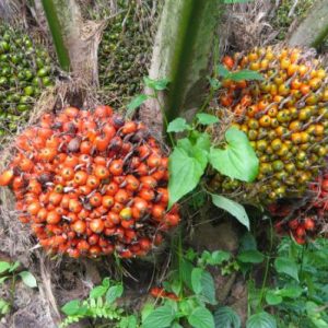 Eropa Panik RI Bisa Ubah Sawit Jadi Bahan Bakar Berkualitas