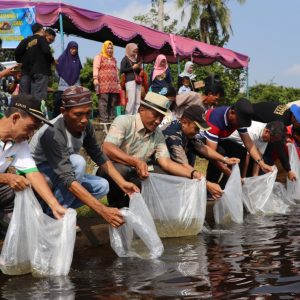 Ratusan Ribu Bibit Ikan Jelawat dan nilem ditebar di Danau Ulak Lia Sekayu