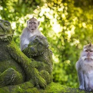 Kemenkes Minta Dinkes dan UPT Siaga Cacar Monyet