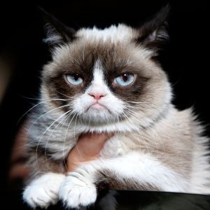 Grumpy Cat Tutup Usia di 7 Tahun