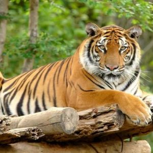 Dua Informasi Harimau Yang Belum Jelas, Rektor Unsri : Saya Akan Cek Langsung ke Lokasi