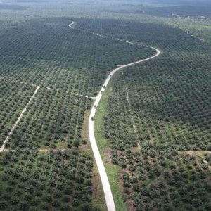 Pemerintah: Larangan Buka Data Pemilik HGU Demi Kekayaan RI