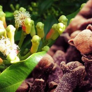 Manfaat Dan Efek Samping Cengkeh Yang Perlu DI Katahui