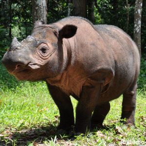 Malaysia Kehilangan Satu-satunya Badak Sumatera Jantan yang Tersisa
