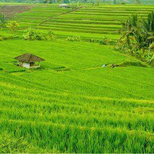 TNI Dan Kementan Cetak Sawah Baru di Aceh Besar