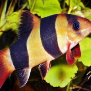 Lomba Pilih Jenis Kelamin Ikan Warnai Rangkaian KTNA XIII di Muba