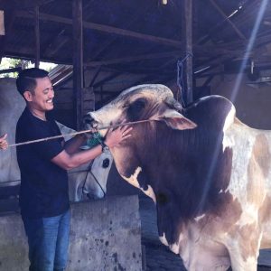 Rela Lepas Sapi Kesayangan Keluarga, Demi Kurban Presiden Jokowi