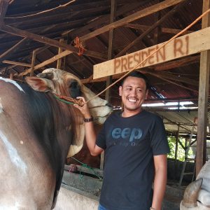 Sapi Jenis PO 1.1 Ton, Dipilih Presiden Jokowi Untuk Kurban di Masjid Agung Palembang