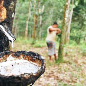 Ekspor Karet RI Anjlok Ratusan Ribu Ton Tahun 2019