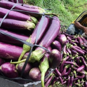 Khasiat Terong Untuk Kesehatan Anda