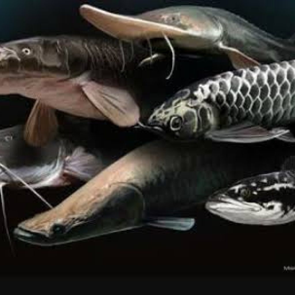 Populasi Asli Ikan Sumsel Terancam Oleh Ikan Predator