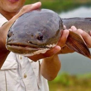 5 Manfaat Ikan Gabus yang Mengejutkan Bagi Kesehatan