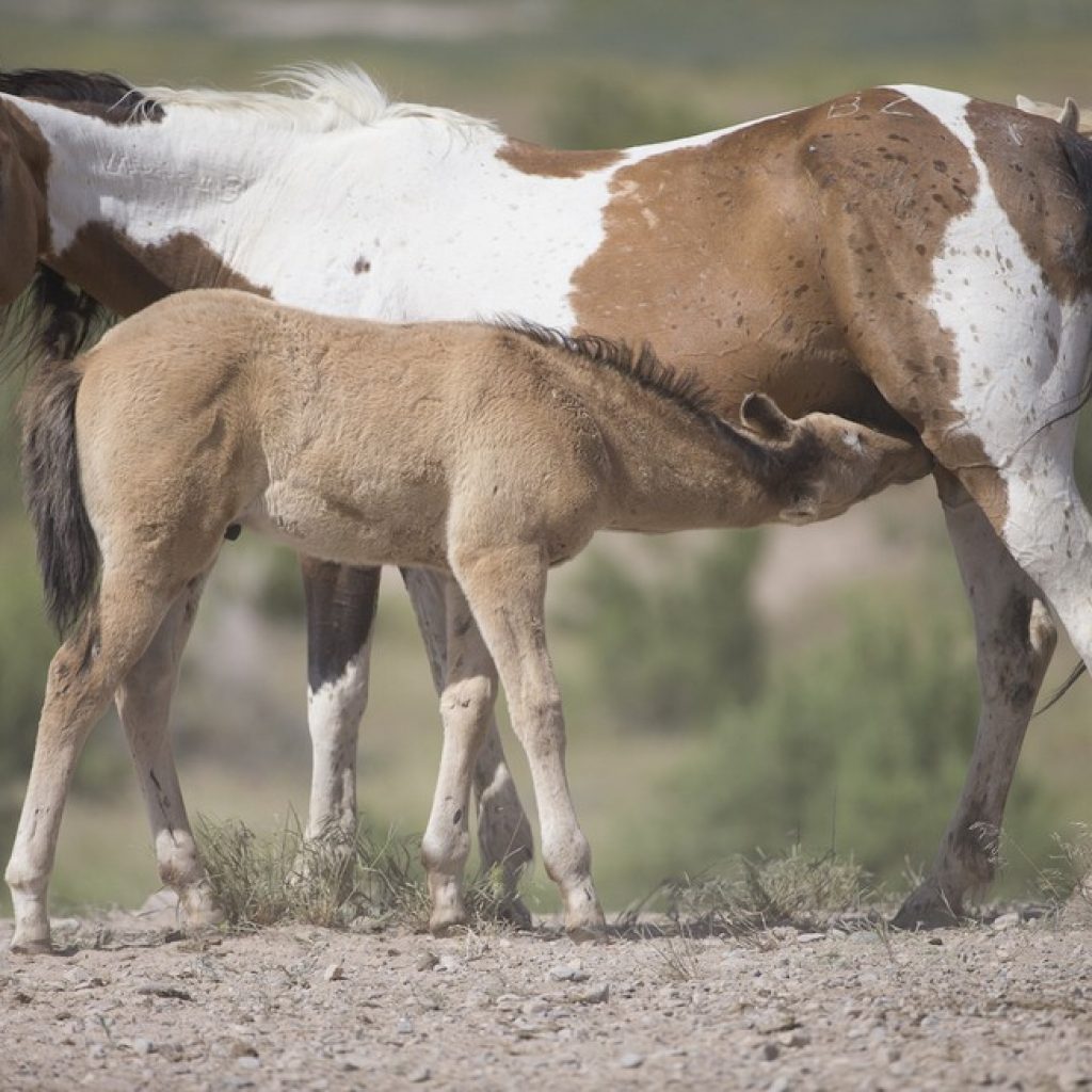 7 Manfaat Susu Kuda Liar Yang Harus Pria Ketahui