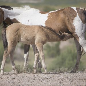 7 Manfaat Susu Kuda Liar Yang Harus Pria Ketahui