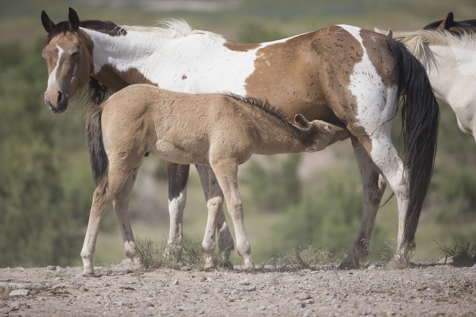 7 Manfaat Susu Kuda Liar Yang Harus Pria Ketahui - KordaNews