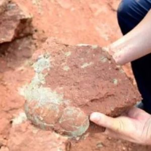 Sedang Bermain, Anak Ini Temukan Fosil Telur Dinosaurus